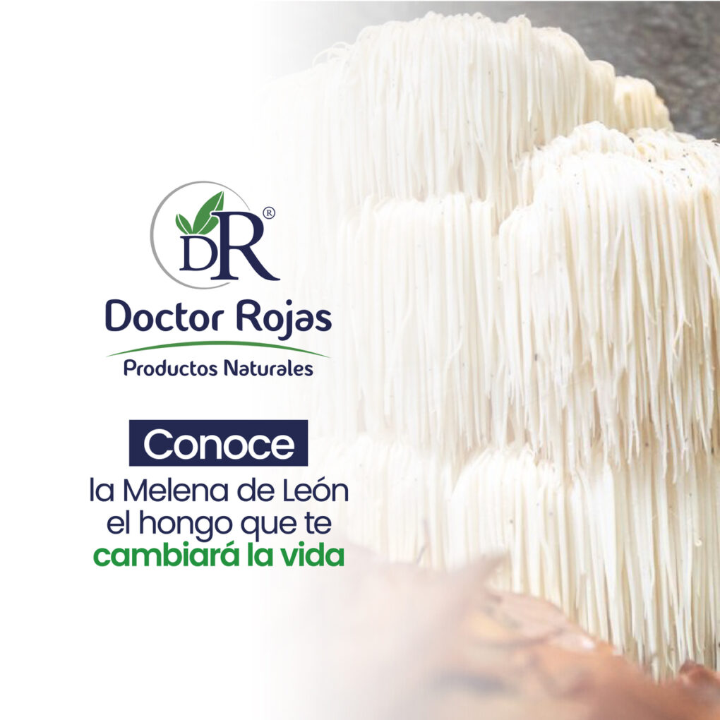 Conoce la Melena de León, el hongo que te cambiará la vida