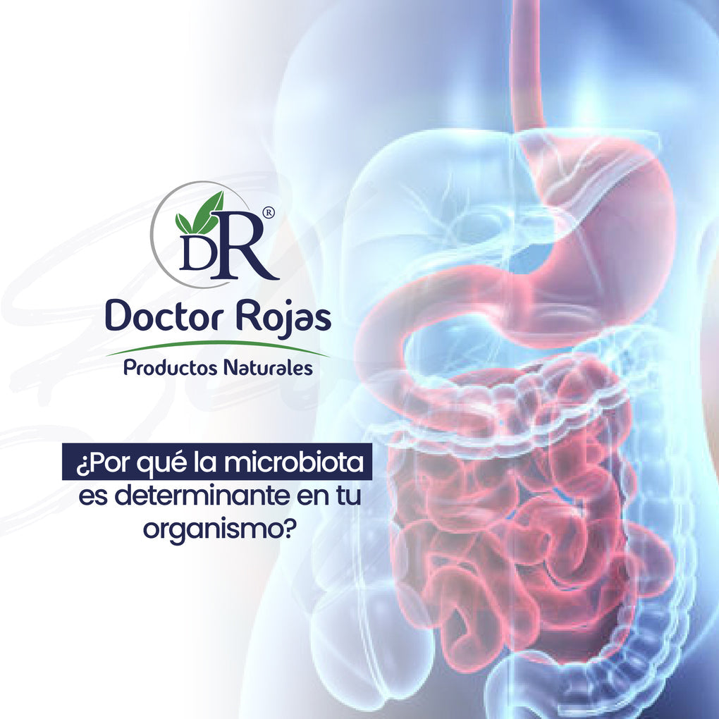 ¿Por qué la microbiota es determinante en tu organismo?