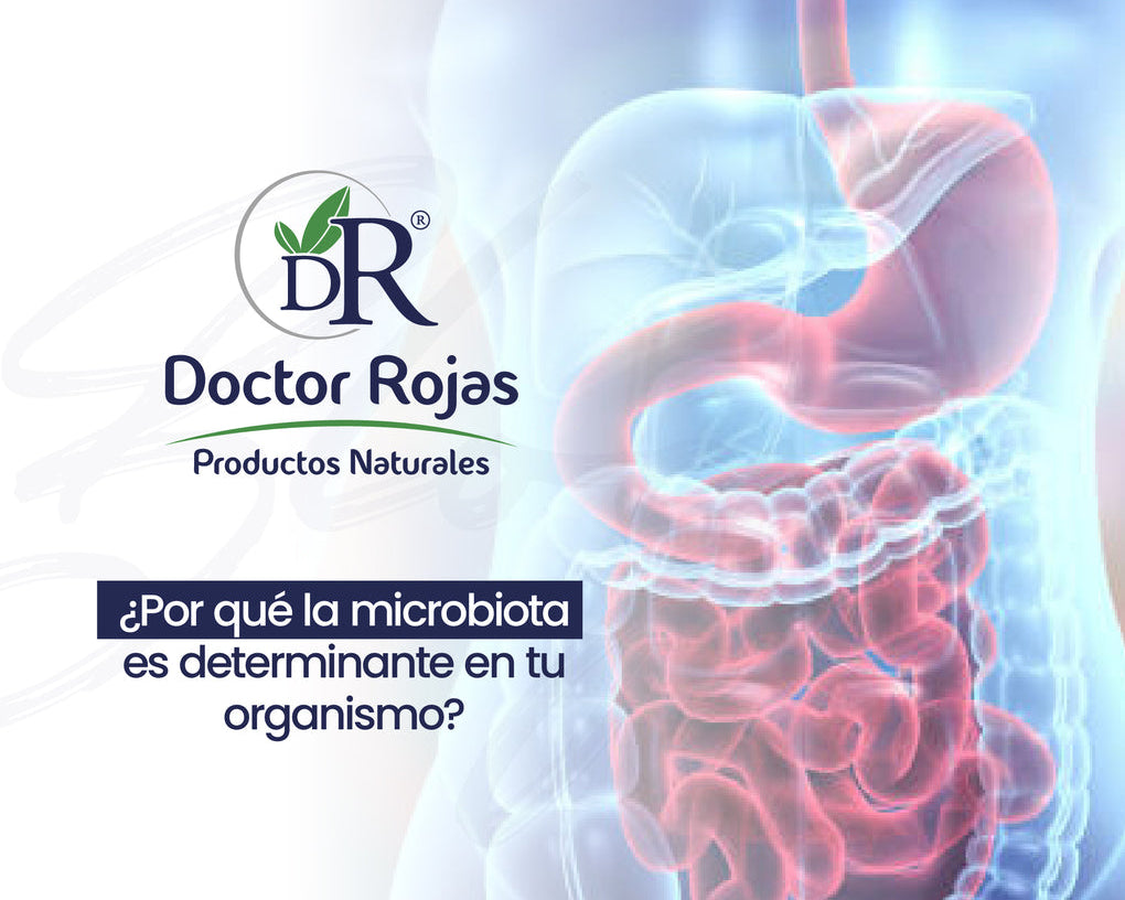¿Por qué la microbiota es determinante en tu organismo?
