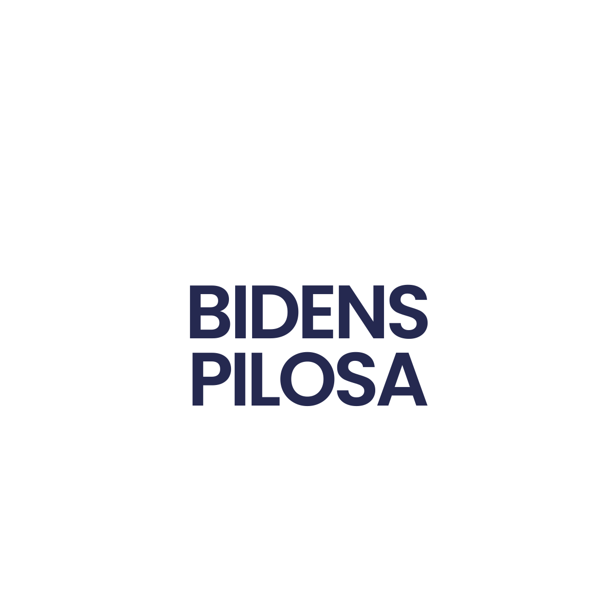BidensPilosa_e9482d33-7600-456e-be18-0e7ab6418042.png